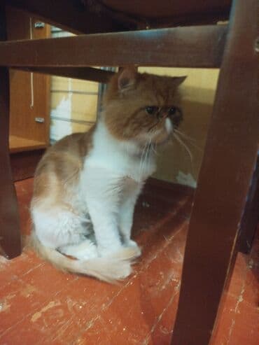 pişik adları: Ekzot, Yaxşı əllərə — 2