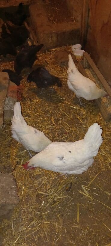 Inəklər, öküzlər: Toyuq, Damazlıq — 7