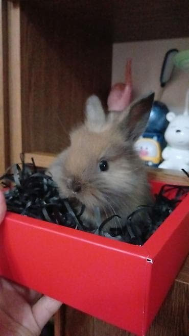 Mini dekorativ dovşan balaları - Növ: dekorativ/mini pet dovşan - — 10