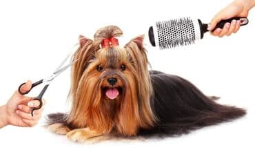 bağban axtarilir: 🔹 Groomer tələb olunur 🐾 İşə məsuliyyətli, səliqəli, heyvanları sevən — 1
