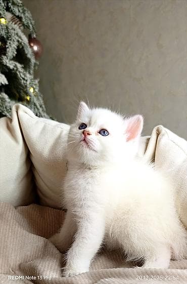 coban it adlari: Məhsul: Ağ tüklü balaca pişik (mavi gözlü) Təsvir: - Yumşaq, sıx — 4