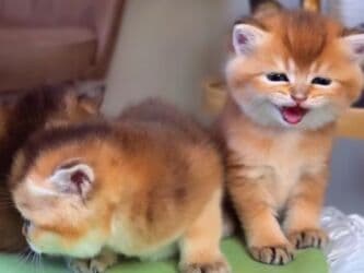 şinşila pişik: Britan, Dişi, Yaxşı əllərə, Ünvandan götürmə — 2