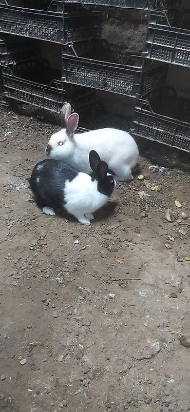 ən ucuz pişiklər: Qara-ağ rəngli dekorativ dovşan Cutu 50 Manata Satilir Dişi Ag — 2