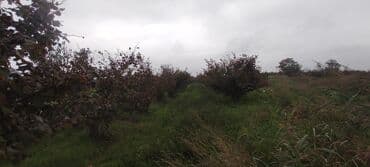 xacmaz torpag: 93 sot, Kənd təsərrüfatı — 4