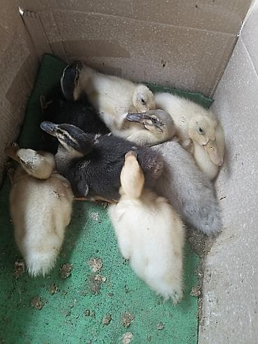 oğlan papuqay adlari: 21gunluk Blue Rouen Ördeklerinin balaları — 4