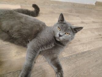 pulsuz pişiklər: Britan, Erkək, Cütləşmə üçün — 7