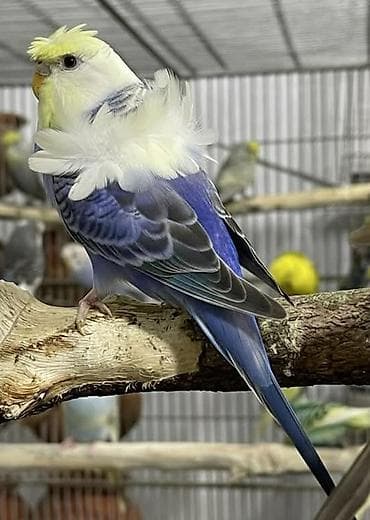 Yaponic cütü 70 azn