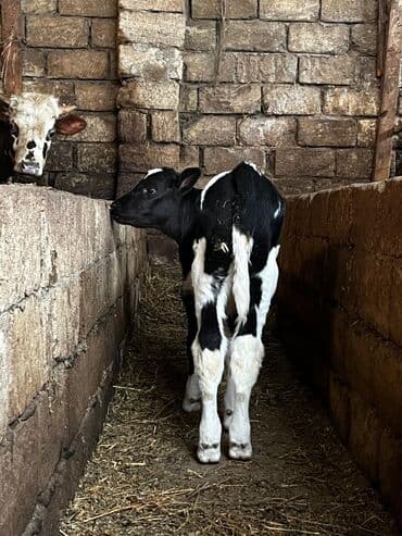 anqus dana: Erkək ünvan məhəmmədi — 2