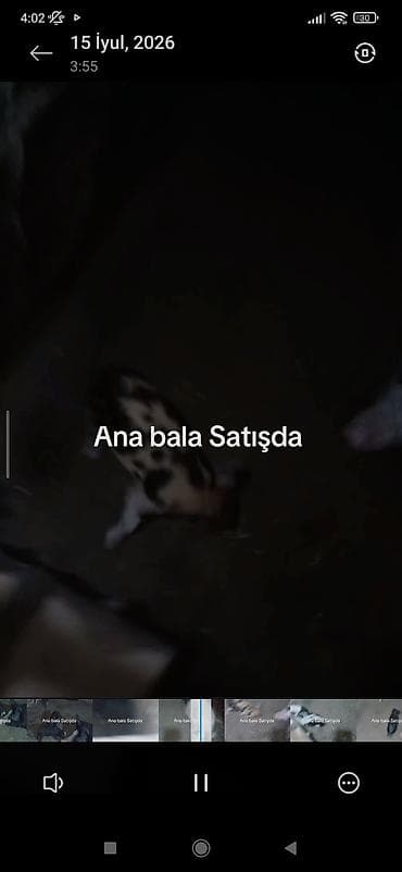super alabay kl type 1: Ana donuz və balaları donuz satışı - Növ: Donuz (ana + balalar) - — 1