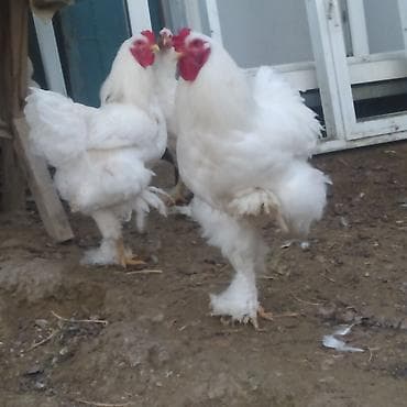 pitbull tap az: Toyuq, Brama, Damazlıq — 2