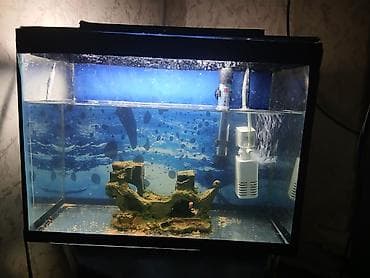 akvarium sifarişi: Ciziqsiz,siniqsiz akcarum uzunluqu 40 sm,hundurluk 30sm,eni 20 sm,arxa — 2