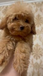 мальтипу купить в баку: Мальтийская болонка, 3 месяца, Самка, С прививками, Бесплатная доставка, Самовывоз — 2