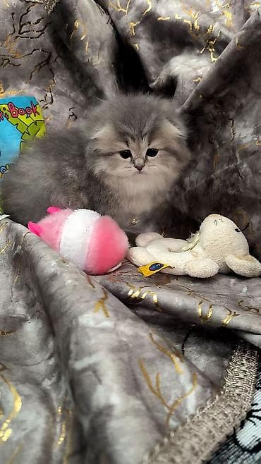 kanqal sekilleri: Şotland, Dişi — 4