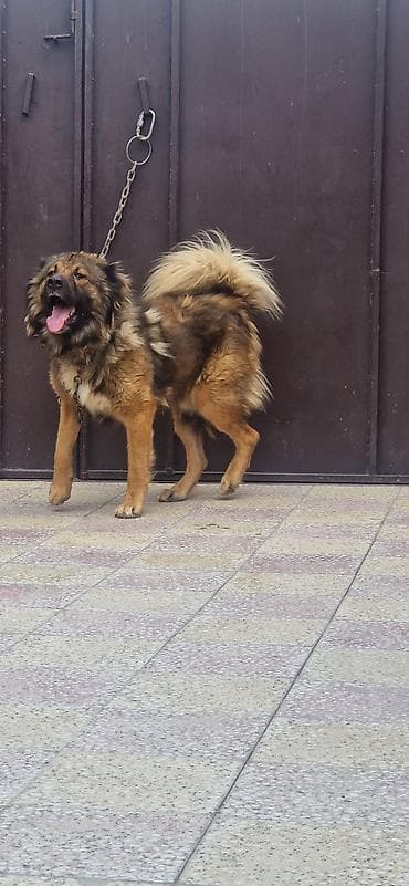 alabay itleri: Qafqaz çoban iti, 2 il, Erkek — 1