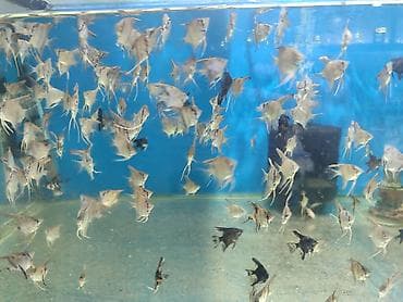 xasqi balaları: Danio, Sülhsevər — 5