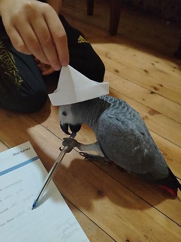 quş yuva: Afrika boz tutuquşu (Jako) – ağıllı və ünsiyyətcil ev quşu — 3