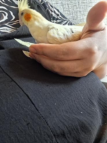 Птицы: 🦜 Gənc Karella tutuquşuları satılır Müxtəlif rənglərdə gənc karella — 2