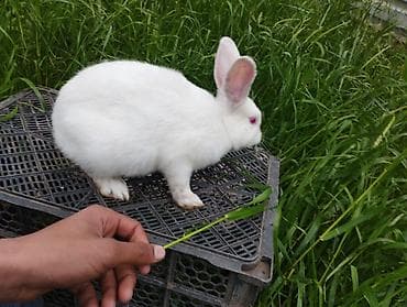 heyvanlar quşlar: Ağ rəngli ev dovşanı - Növ: Ev dovşanı - Rəng: Qar kimi ağ, burun — 4