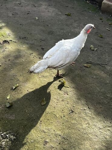 Məhsul: Hind quşları Bir dişi bir ərkey ərkey 30Azn dişi 60Azn ünvan