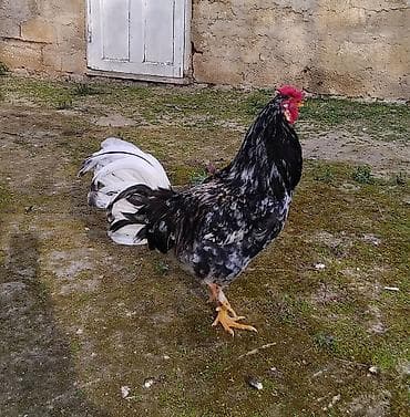 xoruz: Xoruz saglam ve aktivdir. Merdekandadir — 1