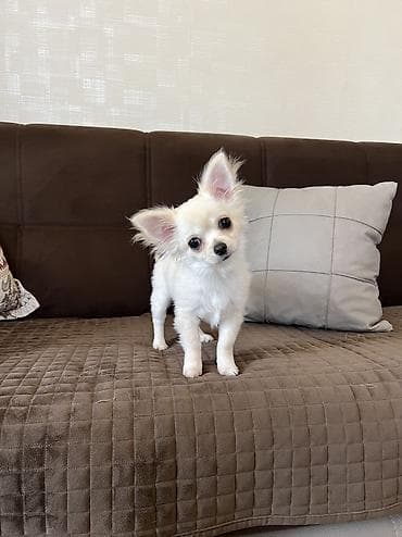 Çixuahua, 5 ay, Erkek, Peyvəndli, Ödənişli çatdırılma