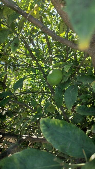 Məhsul: Limon ağacı (meyvəli) - Şəkillərdə gördüyünüz sağlam, güclü