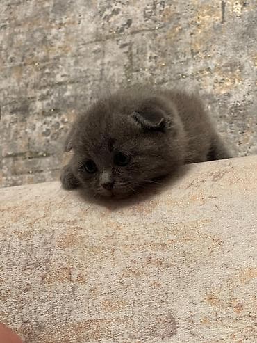 heyvan: Britan — 5