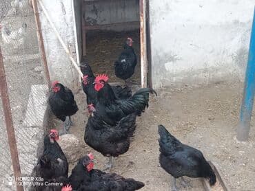 ördək balası satışı: Təmiz qan astralorp toyuq və xoruzlar. Göstərilən qiymət fərələr — 3