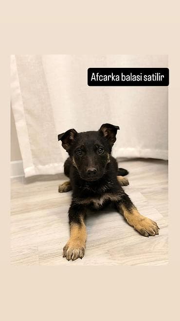 it alqı satqısı: Alman çoban iti — 1