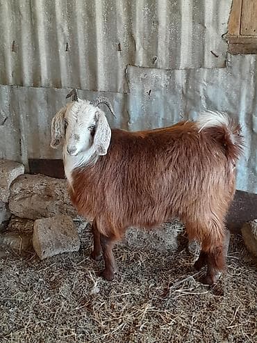 Dişi, Hələb, il: 1, 35 kq, Damazlıq