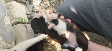it adları erkək: Xaski, 2 ay, Erkek, Ünvandan götürmə — 6