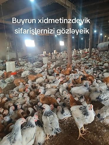 ucuz qoyun: Toyuq, Broyler, Damazlıq — 1