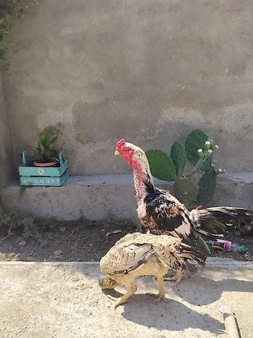 avstralop xoruz: Heyrati satilir. Qiymet cutune aiddi. Ela damazliqdi doyusken xoruzdu — 1
