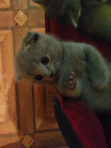 scottish pişik: Şotland yastı qulaq — 1