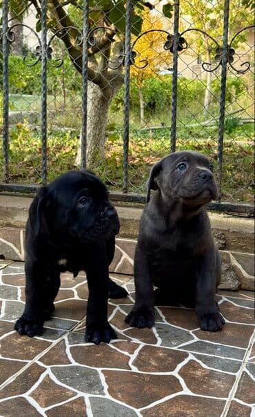 Собаки: Кане-корсо — 13