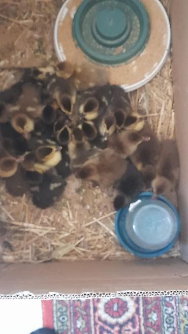 Животные: Krasnasar zümrüdü balalar 5m 28 dene baladı 0556635464 — 2