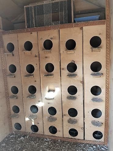 Домики: Qusxana. Uzunluq 2.60 san hündürlük 3 metir eni 1.53 — 2