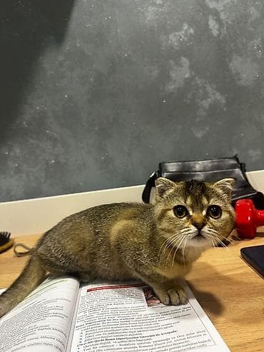 sfinks pişik: Şotland yastı qulaq — 8