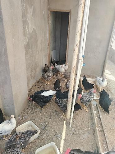 Куры: Məhsul: Qarışıq cins ev toyuqları sürüsü Təsvir: - Şəkillərdə — 2