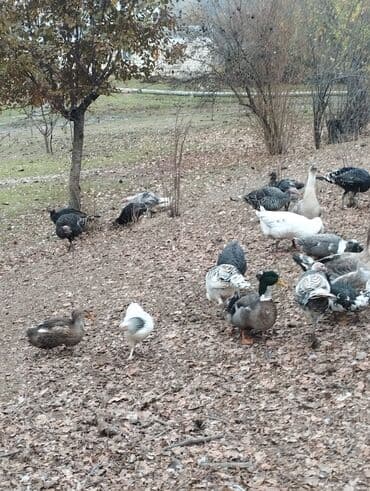 Akvariumlar: Продажа птиц — 4