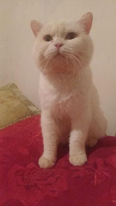 ana bala inək: Britan — 3