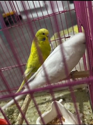 Hazır cüt Temiz qan çexlər satılır.Bala veribler balaya çox yaxşi