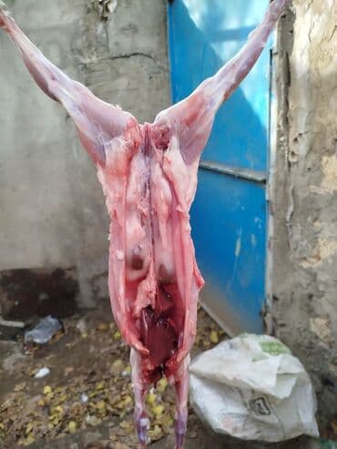 baliq topdan satis: Dovşan eti halal kesilmiş halal ceki 1 ededi gelir 1k.800q. 1k.500q — 45