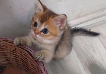 heyvan barınağı: Qızıl şinşilla, Dişi, Ünvandan götürmə — 4