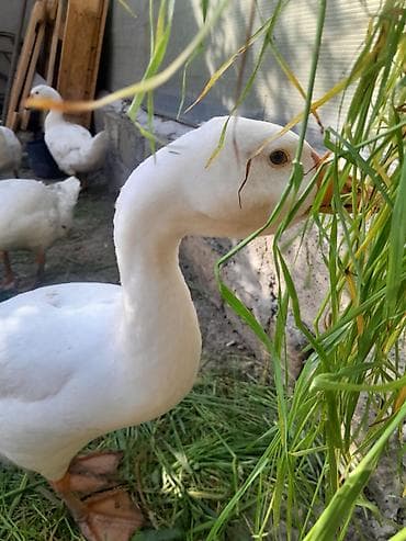cucelerin satisi: Linda qazları. Mart ayının 21 yumurtadan çıxmış balalardır . Ətlik — 2
