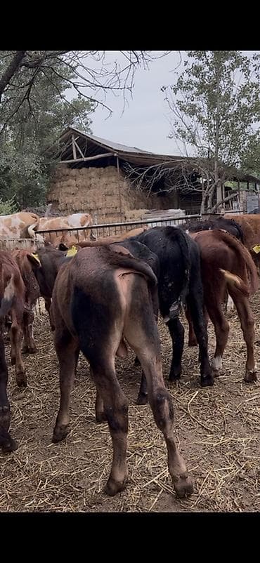 cins piwikler: 🐂 3–5 AYLIQ ERKƏK DANALAR SATILIR! 📌 28 baş erkək dana mövcuddur. 📌 — 3