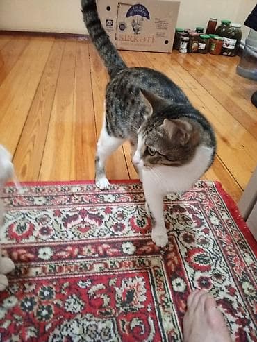 pisik ag: Məhsul: Ev pişiyi, 1 yaşı var Təsvir: - Zərif naxışlı, ağ-alt boz və — 2