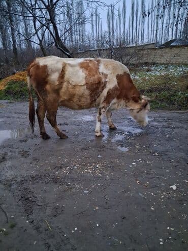 Dişi, il: 8, Südlük, Ünvandan götürmə