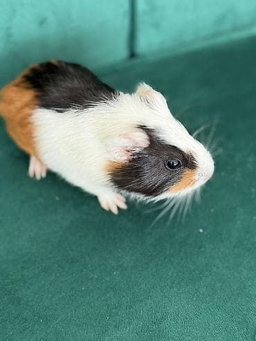 Gəmiricilər: Saxlama heyvanı – dəniz donuzu (guinea pig) - Növ: Dəniz donuzu, evdə — 2