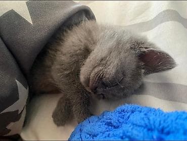 pişik daşıma: Şotland yastı qulaq — 5